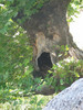 The tree